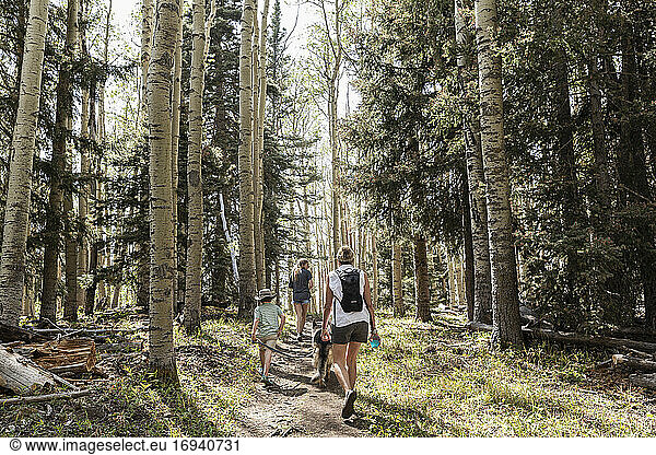 Family hiking in a forest of Aspen trees