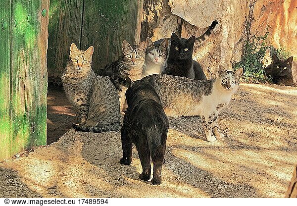 Family of domestic cats in front of barn door  tiger cats  black cats  tabby cat  domestic cats  Spain  Europe