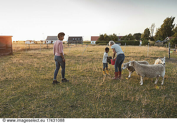 Family with sheep's at farm during sunset