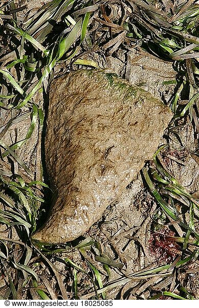 Fan mussel (Atrina fragilis)  Fragile pinnipeds  Other animals  Mussels  Animals  Molluscs  Fan Mussel adult  dislodged amongst eelgrass  Salcombe  Devon  England  United Kingdom  Europe