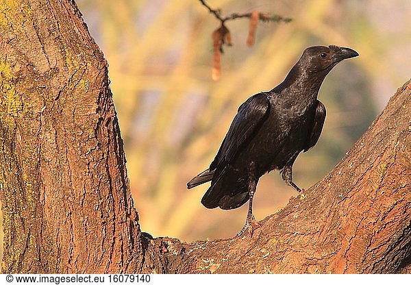Fan-tailed Raven (Corvus rhipidurus). Ethiopia