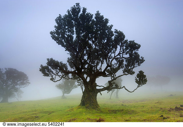 Fanal Portugal Europa Madeira Plateau UNESCO Welt Natur Erbe Naturschutzgebiet Bäume Bucht Bäume Viehweide Wald Nebel