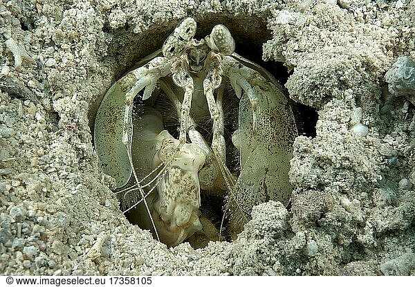 Fangschreckenkrebs (Lysiosquillina glabriuscula) schaut aus Wohnhöhle im Meeresboden  Pazifik  Karolinen-Inseln  Mikronesien  Ozeanien