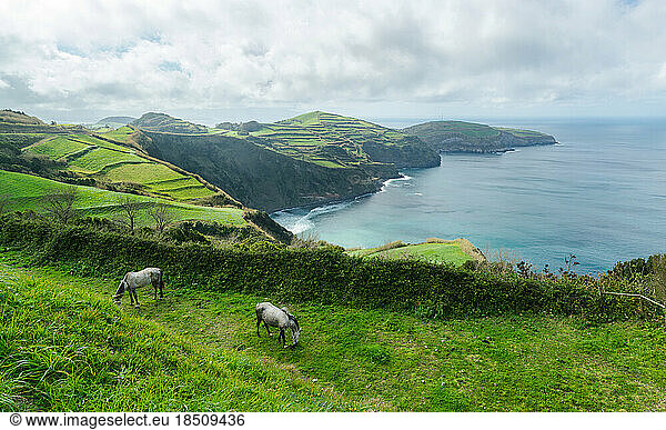 Fantastic landscape with horses on the island of São Miguel  Azores