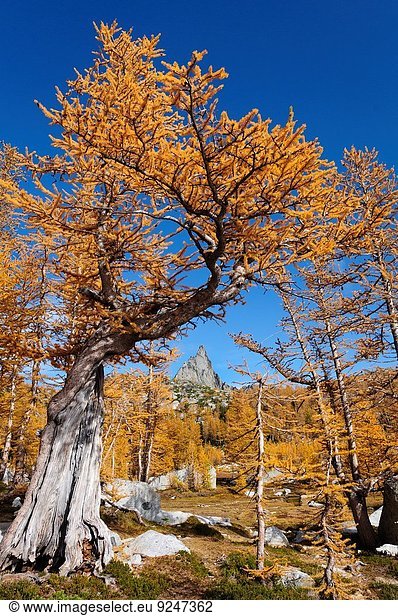 Farbaufnahme Farbe Baum Berg Herbst Magie Rahmen Lärche