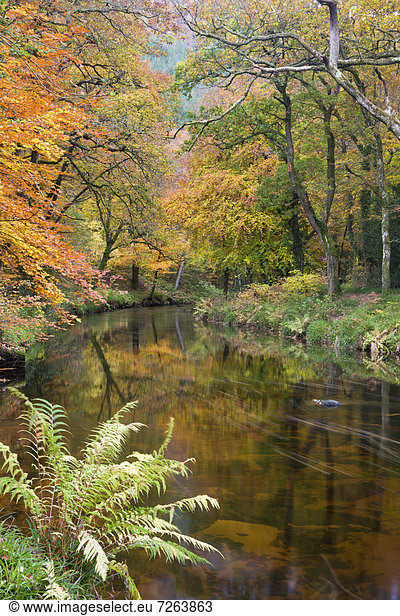 Farbaufnahme  Farbe  Europa  Schönheit  Großbritannien  Brücke  Fluss  Herbst  Devon  England  Linie