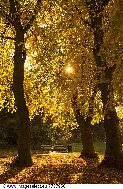 Farbaufnahme Farbe glühend Glut Baum Herbst Sonnenlicht Kleidung England Gateshead