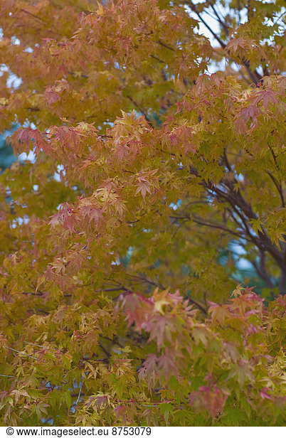 Farbaufnahme Farbe Pflanzenblatt Pflanzenblätter Blatt Herbst rot