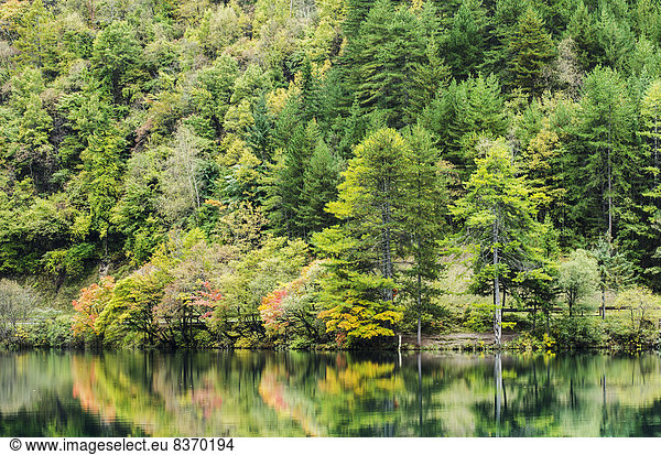 Farbaufnahme  Farbe  Ruhe  Baum  Küste  See  Spiegelung  Herbst  immergrünes Gehölz  Laubbaum
