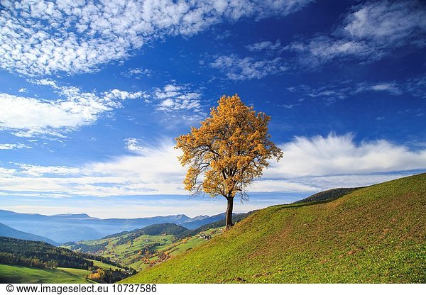 Farbaufnahme Farbe Trentino Südtirol Europa Tal Herbst Dolomiten Italien