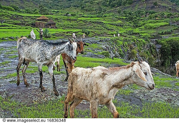 Farm animals and Landscape and traditional african village house in Lalibela village in Amhara region Northern Ethiopia.