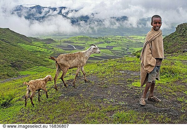 Farm animals and Landscape and traditional african village house in Lalibela village in Amhara region  Northern Ethiopia.