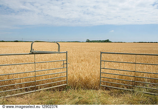 Farm gates opening into field ready for harvest