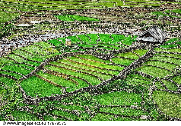 Farm shed in rice field terraces. Near Sapa  Vietnam  Asia