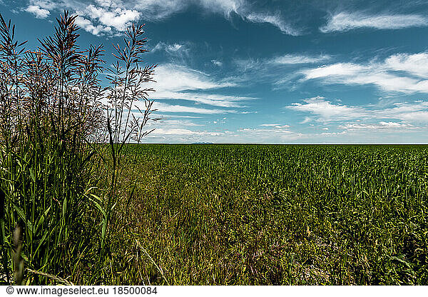 Farm with crop green field and blue cloudy sky