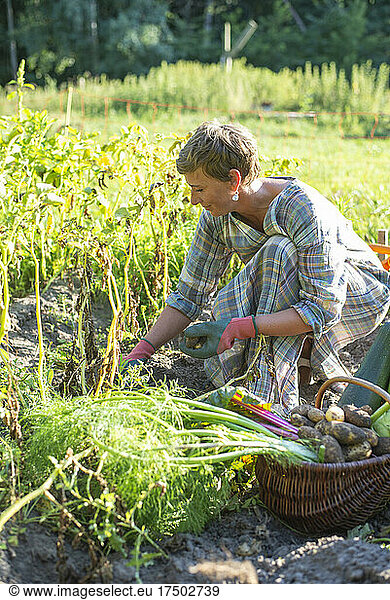 Farm worker collecting vegetables from garden in basket