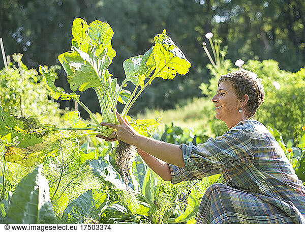 Farm worker harvesting kohlrabi in vegetable garden