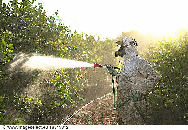 Farm worker spraying pesticide at sunrise