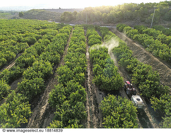 Farm worker spraying pesticide on lemon agricultural field