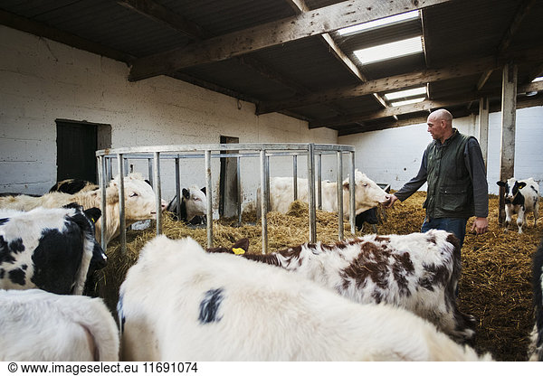 Farmer and herd of cows in a cowshed.