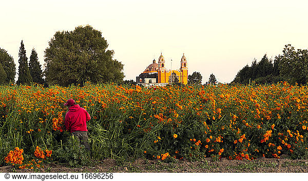 Farmer at cempasuchil flower field with church in background  Mexico
