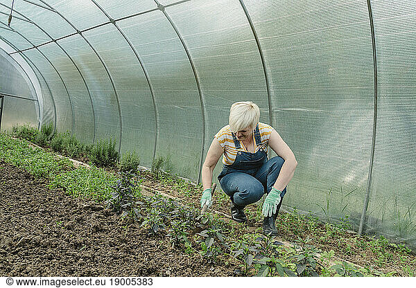 Farmer digging soil crouching near plants in greenhouse