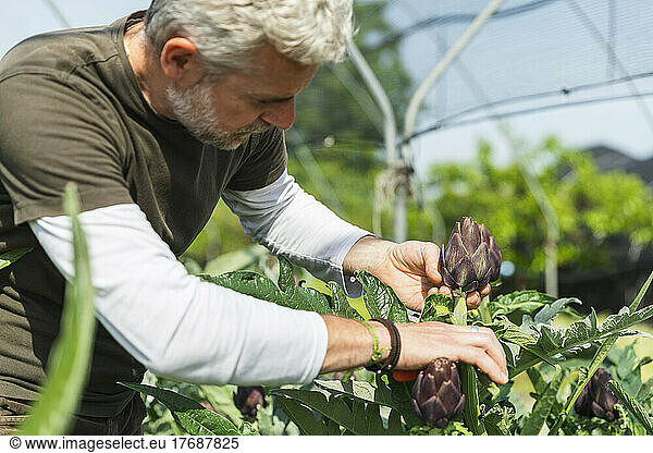 Farmer examining quality of artichoke in greenhouse