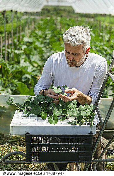 Farmer examining zucchini seedlings in greenhouse