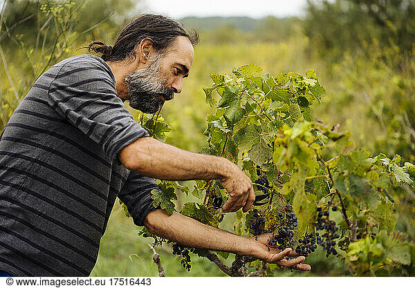 Farmer harvesting grapes in a vineyard during grape harvesting.