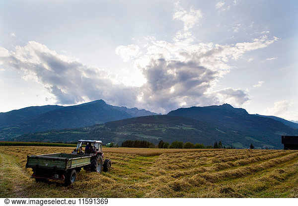 farmer harvesting oat