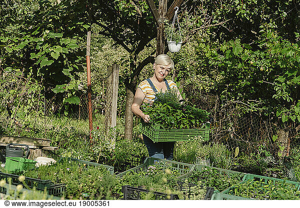 Farmer holding crate of plants in farm