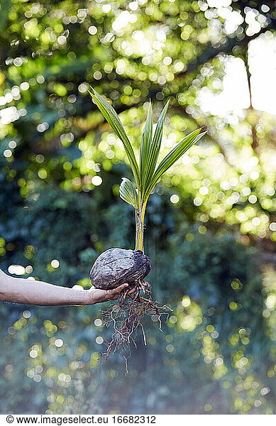 Farmer Holding Sprouted Coconut Ready for Planting