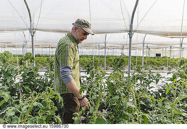 Farmer in the greenhouse with organic cultivation of tomatoes