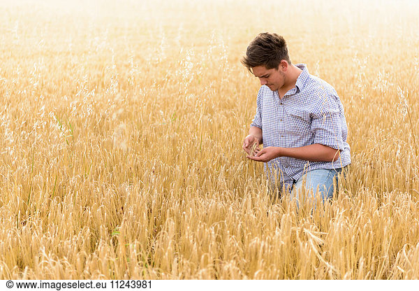 Farmer inspecting crop of organic barley in field