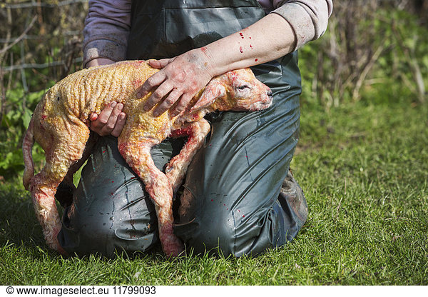 Farmer kneeling in the grass  holding a newborn lamb on her lap.