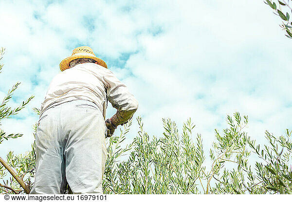 Farmer picking olives from the tree on cloudy day  copy space right.