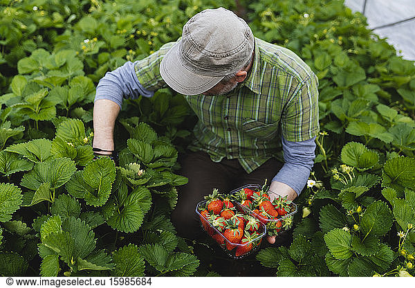 Farmer picking strawberries, organic farming