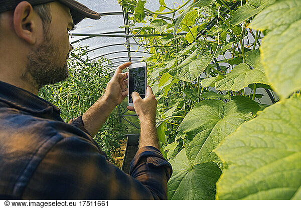 Farmer taking smartphone picture of plants in a greenhouse