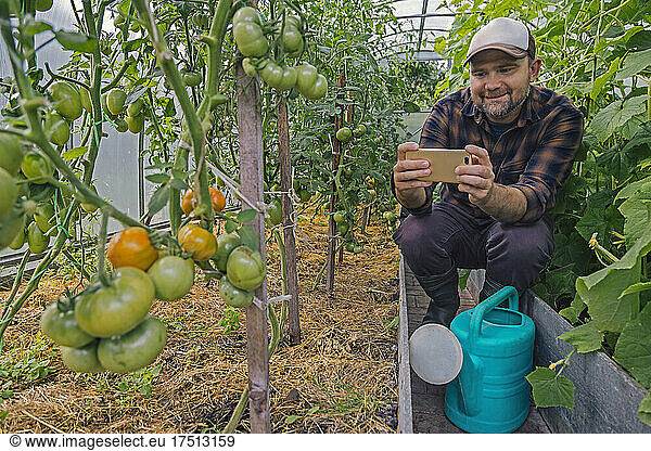 Farmer taking smartphone picture of tomatos on a plant