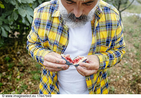 Farmer verifying the quality of the ripe fruit  its color and quality.