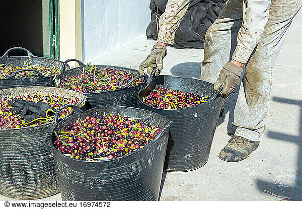 Farmer with dirty work clothes carrying a bucket full of olives.