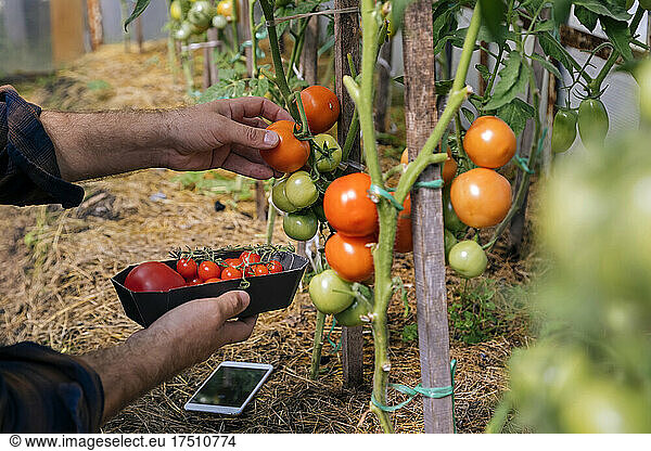 Farmer with mobile phone harvesting tomatos