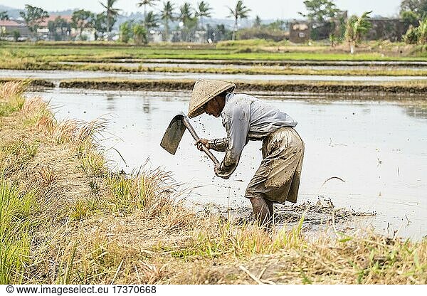 Farmer working in the rice field  terraces of Jatiluwih  Java  Indonesia  Asia