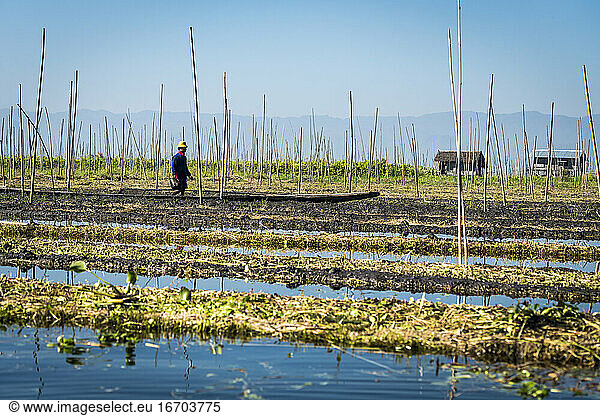 Farmer working on floating garden  Lake Inle  Nyaungshwe  Myanmar