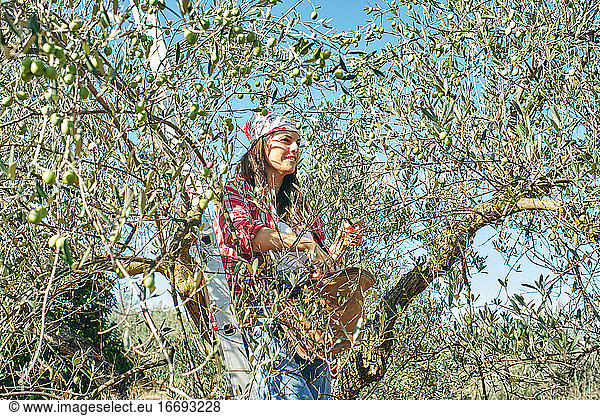 farmer works picking olives from the olive tree