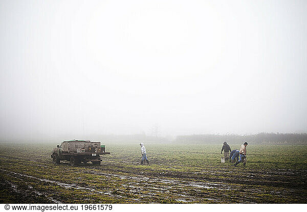 Farmers at an organic produce farm pick carrots on a foggy day.