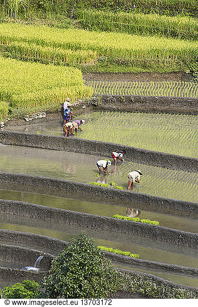 Farmers planting rice seedlings; Bali  Indonesia.