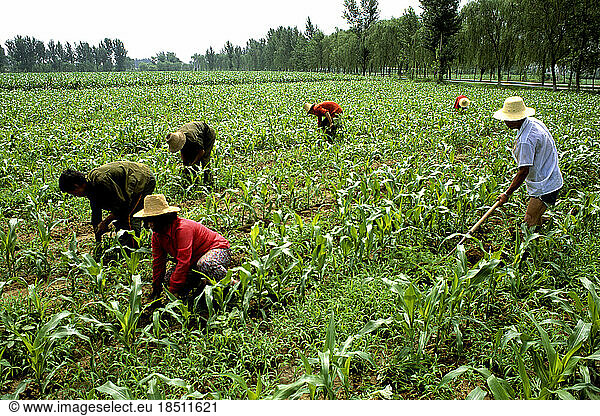 Farmers tending their crops in the field of near Beijing China