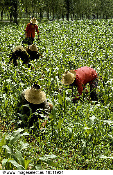 Farmers tending their crops in the field of near Beijing China