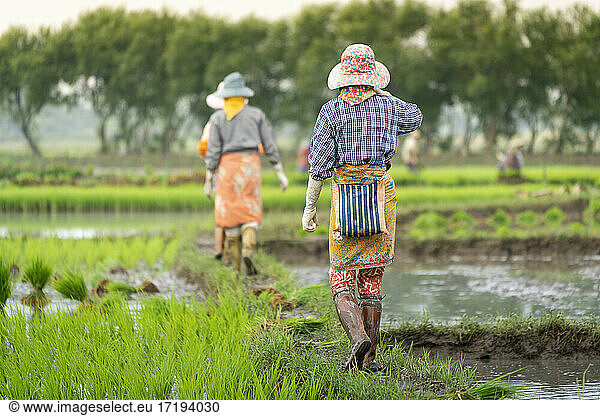Farmers walking on path on rice field  Kengtung  Myanmar